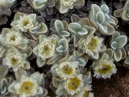 Helichrysum pagophilum leaves